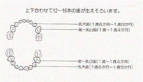 乳幼児のお口の中の状態